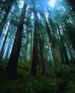 Redwood Trees in Old Growth Forest